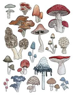 a bunch of different types of mushrooms on a white background