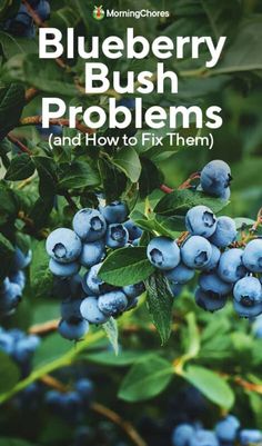 blueberry bush problems and how to fix them