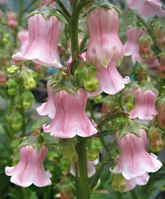 pink flowers are blooming in the garden