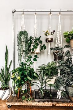 various houseplants and plants hanging on a wall