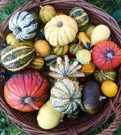 a basket filled with lots of different types of gourds and pumpkins in it