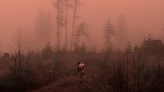 a person walking through the woods on a foggy day