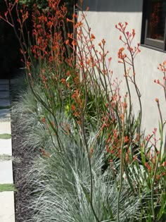 some very pretty plants by the side of a building