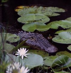 an alligator is sitting in the water with lily pads