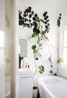 After yesterday'sawe-inspiring home tourall I can think about today is house plantsAnd if there's one type to top all others right no... Bathroom Plants, Tiny Bathrooms, Bath Tub, Bathroom Inspiration, Plant Decor, Interior Inspiration, Indoor Plants