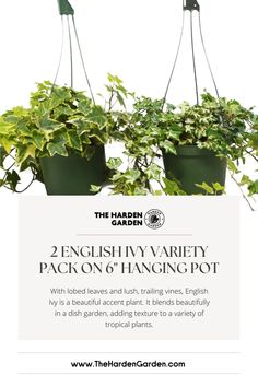 two potted plants hanging from hooks with the text, 2 english - variety packs on hanging pot