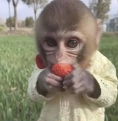 a baby monkey holding an apple in its mouth