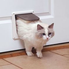 a white cat standing in front of a door