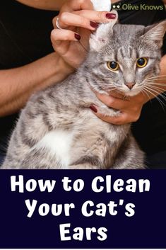 a woman is brushing her cat's teeth with an electric toothbrush and the caption reads, how to clean your cats ears