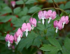 pink and white flowers are blooming in the wild on a green plant with leaves