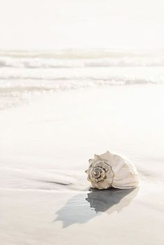 a shell on the beach with waves coming in