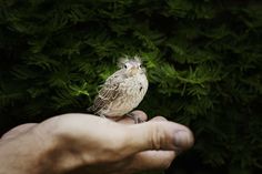 a small bird sitting on the palm of someone's hand