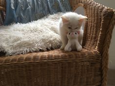 a small white kitten sitting on top of a chair next to a stuffed animal toy