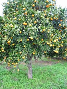 an orange tree with lots of fruit growing on it's branches in the grass