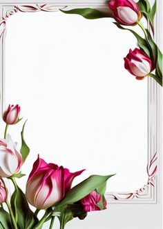 pink and white tulips with green leaves in front of an empty square frame