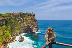 a monkey sitting on top of a railing near the ocean