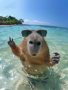 a capybara swimming in the ocean with sunglasses on it's head and one hand up