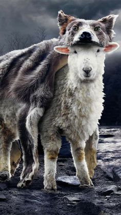 two sheep standing next to each other on top of a dirt field with dark clouds in the background