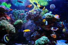 an aquarium filled with lots of colorful fish