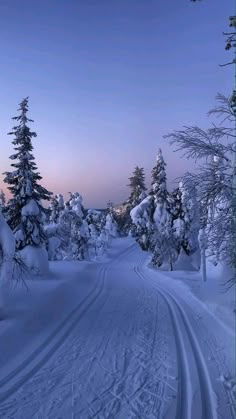 wallpaper/aesthetic/coquette/ Plain Winter Wallpaper, Lapland Wallpaper, Snow Trees Wallpaper, Wallpaper Aesthetic Snow, Winter Asthetics Photos, Iphone Wallpaper Christmas Aesthetic, Aesthetic Snow Wallpaper, Winter Wallpaper Aesthetic Iphone, Snow Wallpaper Aesthetic