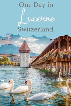 one day in lucerne, switzerland with swans on the water and an old bridge