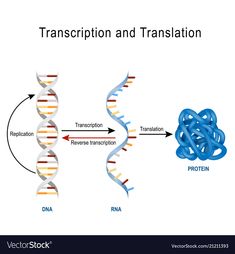 the structure of transcription and transstition in an image with two different types of genens