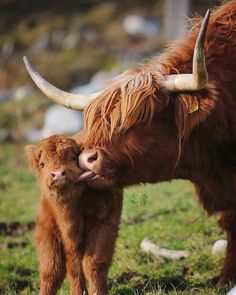 an adult yak standing next to a baby yak