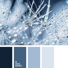 blue and gray color scheme with dandelions