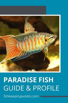 the paradise fish guide and profile