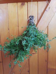 a bunch of green plants hanging from the side of a wooden wall