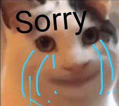 a blurry image of a cat's face with the word sorry written on it