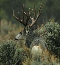 a deer with antlers standing in tall grass