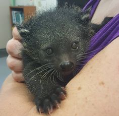 a person holding a small animal in their arms and it's face close to the camera