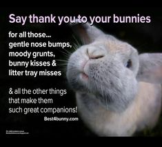 a rabbit with its nose up to the camera text says, say thank you to your bunnies for all those