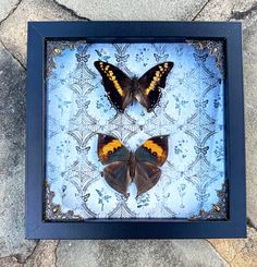 two butterflies are in a shadow box on the ground, one is yellow and the other is black