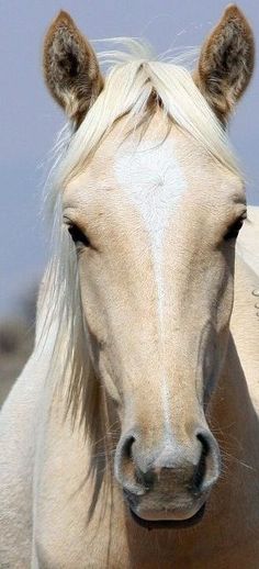 a white horse with blonde hair looking at the camera