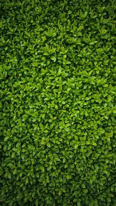 a close up view of the top of a green hedge