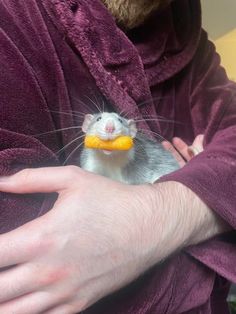 a person wearing a purple robe holding a small rodent in their hand with a yellow object in it's mouth