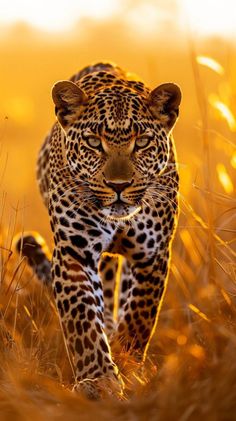 a large leopard walking across a dry grass field