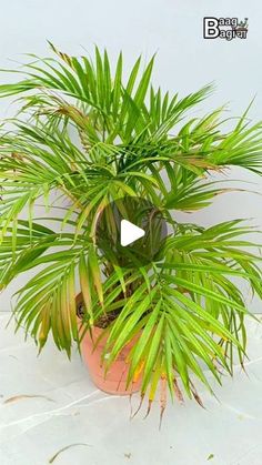 a potted plant sitting on top of a white floor next to a window sill