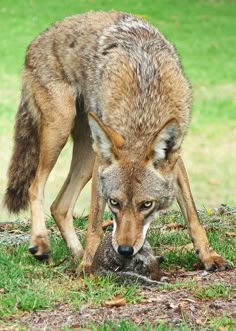 a wolf eating something on the ground in front of it's face and head