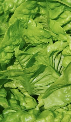 lettuce is growing in the garden and ready to be eaten