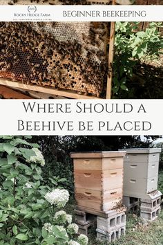 two beehives with the words, where should i be placed? and an image of