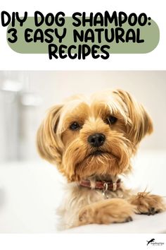 DIY Dog Shampoo: 3 Easy Natural Recipes Apple Cider Vinegar Diy, Dog Shampoo Recipe, Homemade Dog Shampoo, Diy Dog Shampoo, Diy Oatmeal, Natural Dog Shampoo, Oatmeal Dog Shampoo, Dry Itchy Skin, Homemade Shampoo