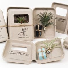 an assortment of planters and boxes with air plants in them are shown here on a white background