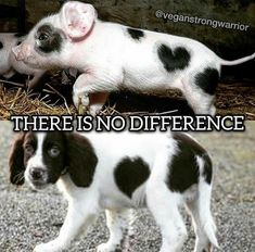 there is no differences between two puppies