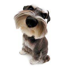 a gray and white dog sitting on top of a white floor