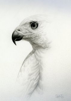 a drawing of a white bird with black eyes