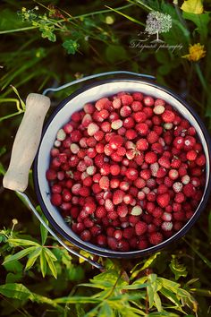 a bowl full of raspberries sitting in the grass