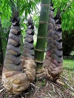 three tall trees with very thin trunks in the grass and dirt area next to each other